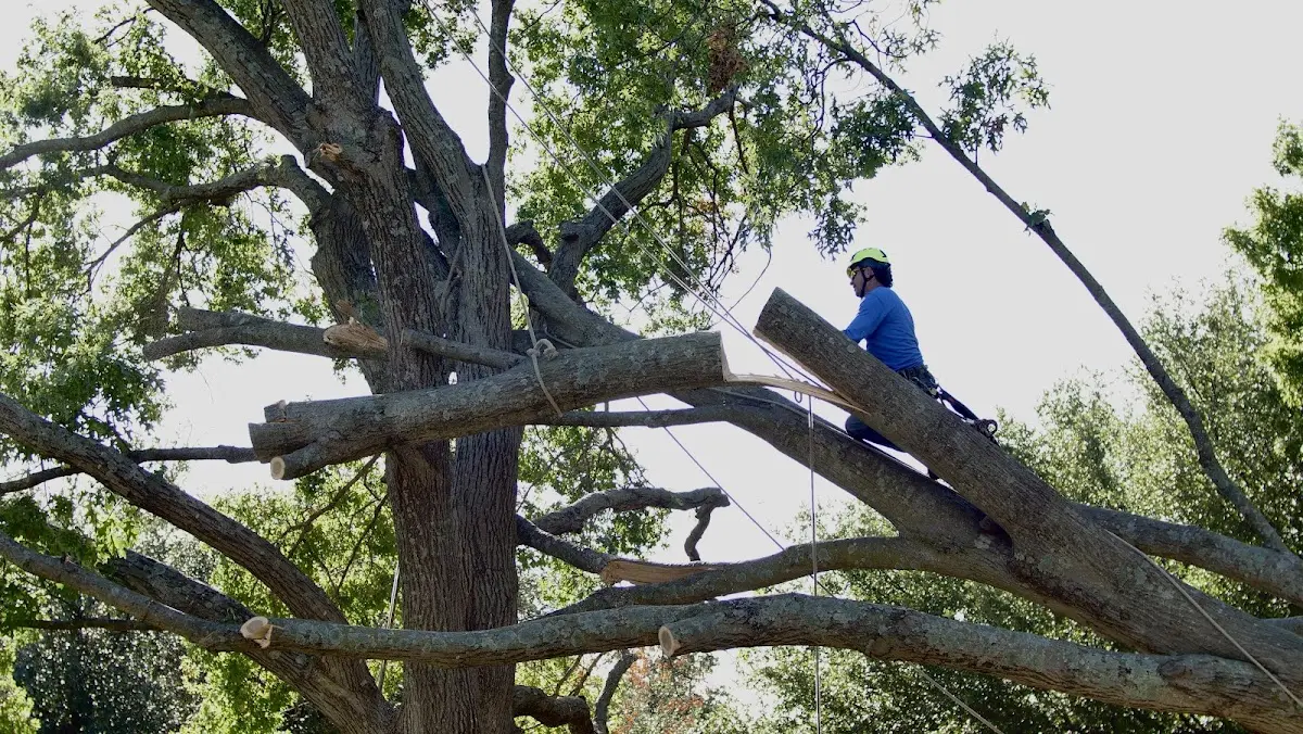 Professional Hazardous Tree Removal performed by certified arborists in Vandemere