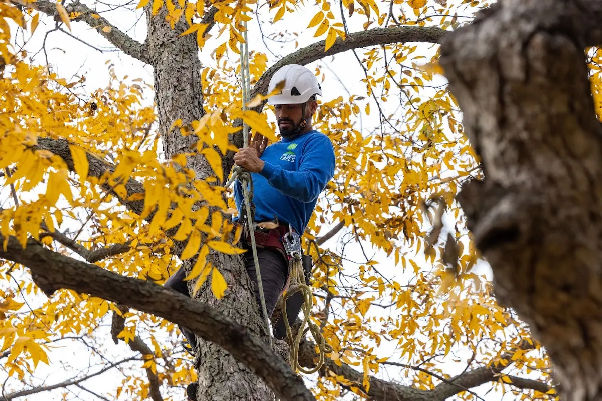 Skilled Tree Trimming crew working in Vandemere